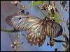 clearwngswallowtail_182602