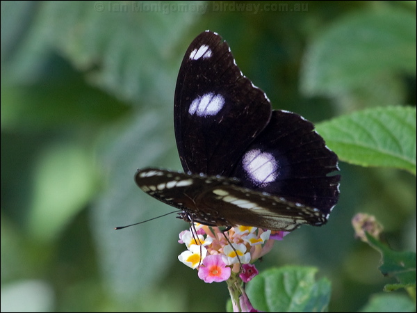 Common Eggfly common_eggfly_181446.psd