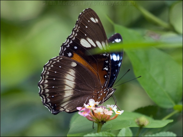 Common Eggfly common_eggfly_181553.psd