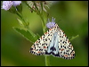 Click here to enter gallery and see photos/pictures/images of Crimson-speckled Moth