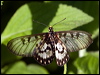 Click here to enter gallery and see photos/pictures/images of Glasswing