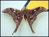 Click here to enter gallery and see photos/pictures/images of Hercules Moth