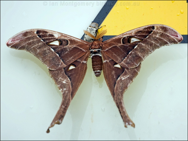 Hercules Moth hercules_moth_113933.psd