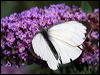 Click here to enter gallery and see photos/pictures/images of Large White