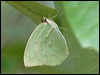 Click here to enter gallery and see photos/pictures/images of Lemon Migrant