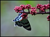 Click here to enter gallery and see photos/pictures/images of North Queensland Day Moth