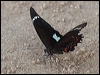 Click here to enter gallery and see photos/pictures/images of Orchard Swallowtail