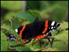 Click here to enter gallery and see photos/pictures/images of Red Admiral