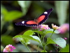 Click here to enter gallery and see photos/pictures/images of Red Lacewing