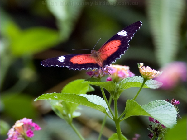 Red Lacewing red_lacewing_105428.psd