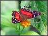Click here to enter gallery and see photos/pictures/images of Scarlet Peacock