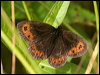 Click here to enter gallery and see photos/pictures/images of Scotch Argus