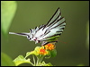 Click here to enter gallery and see photos/pictures/images of Short-lined Kite Swallowtail