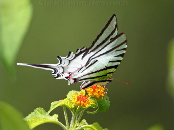 Short-lined Kite Swallowtail s_l_kite_swallowtail_23831.psd