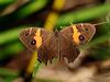 Click here to enter Swordglass Brown photo gallery