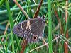 swordgrass_brown_3202