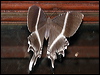 Click here to enter gallery and see photos/pictures/images of Tropical Swallowtail Moth