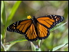 Click here to enter gallery and see photos/pictures/images of Wanderer Butterfly