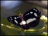 Click here to enter gallery and see photos/pictures/images of White-banded Plane