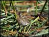Click here to enter gallery and see photos/pictures/images of Little Grassbird