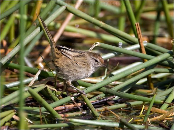Little Grassbird little_grassbird_116752.psd