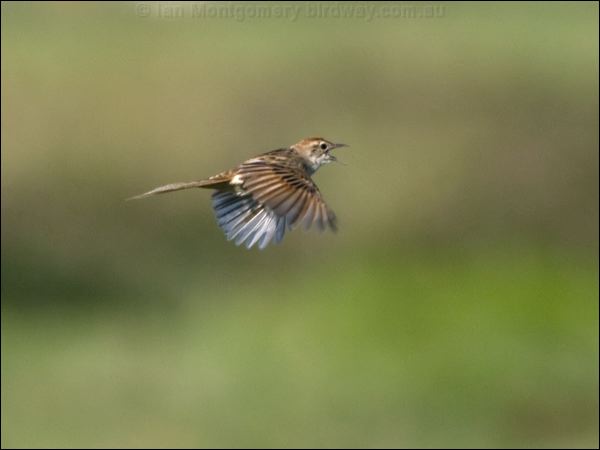 Tawny Grassbird tawny_grassbird_104412.psd