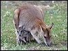 Click here to enter gallery and see photos/pictures/images of Agile Wallaby
