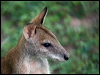 Click here to enter gallery and see photos/pictures/images of Agile Wallaby