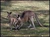 Click here to enter gallery and see photos/pictures/images of Eastern Grey Kangaroo