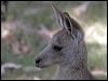 easterngrey_kangaroo_06811