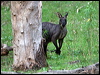 Click here to enter gallery and see photos/pictures/images of Euro/Common Wallaroo