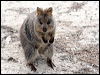 Click here to enter gallery and see photos/pictures/images of Quokka