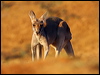 Click here to enter gallery and see photos/pictures/images of Red Kangaroo