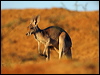 red_kangaroo_80553
