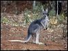 red_kangaroo_80597
