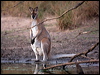 red_necked_wallaby_115744