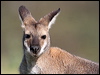 Click here to enter gallery and see photos/pictures/images of Red-necked Wallaby