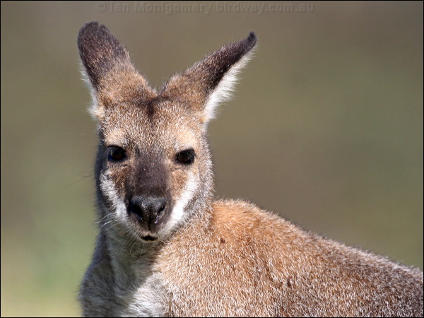 Red-necked or Bennett's Wallaby red_necked_wallaby_59652.psd