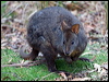 Click here to enter gallery and see photos/pictures/images of Tasmanian Pademelon