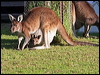 westerngrey_kangaroo_38554