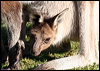 westerngrey_kangaroo_38557