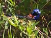 Click here to enter gallery and see photos/pictures/images of Blue-breasted Fairywren