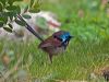 Click here to enter Red-winged Fairywren photo gallery