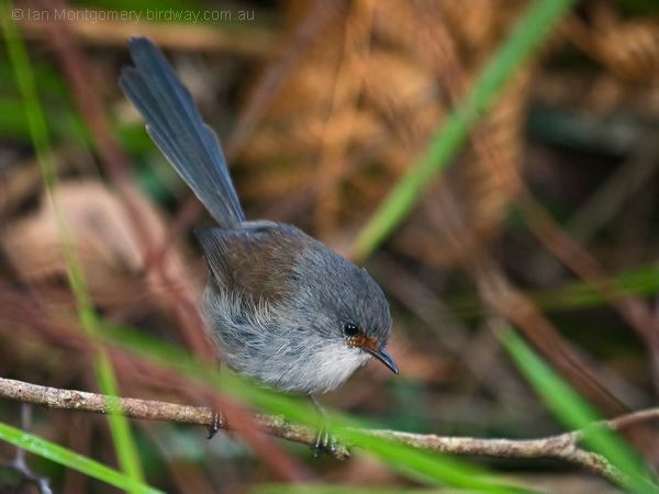 Red-winged Fairywren redwinged_fairywren_217058.psd