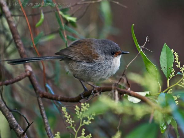 Red-winged Fairywren redwinged_fairywren_217072.psd