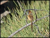 Click here to enter Rufous-crowned Emuwren photo gallery