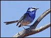 Click here to enter gallery and see photos of: Red-backed, White-winged, Superb, Splendid, Variegated, Lovely and Purple-crowned Fairywrens; Southern Emuwren; Grey, Carpentarian, Kalkadoon and Eyrean Grasswrens