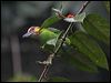 Click here to enter gallery and see photos of Golden-whiskered Barbet