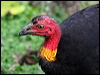 Click here to enter gallery and see photos of Australian Brush-turkey