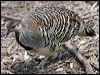 Click here to enter gallery and see photos of Malleefowl